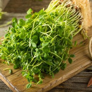 Ärtskott (BIO frö)