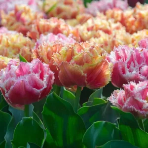 'Australien' - Erbjudande mix