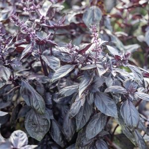 Basilika 'Dark Opal' (frö)