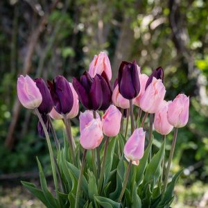 'Blush & Noir' tulpanblandning