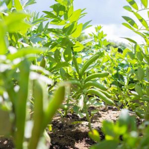 Bondböna 'Ratio' (BIO frö)