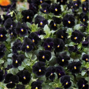 Bukettviol 'Back to Black' (frö)