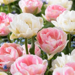 'Camilla' tulpanblandning