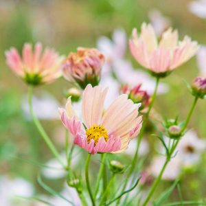 Cosmos 'Apricot Lemonade' (frö)