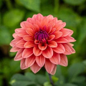 Dahlia 'American Dawn'