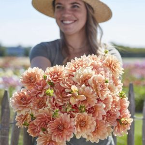 Dahlia 'Apricot Desire'