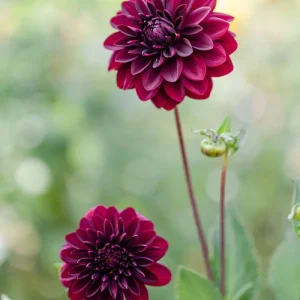 Dahlia 'Arabian Night'