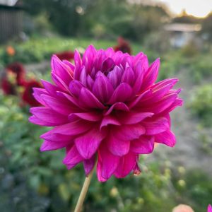 Dahlia 'Berner Oberland'