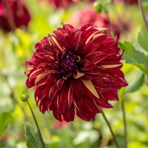 Dahlia 'Bohemian Spartacus'