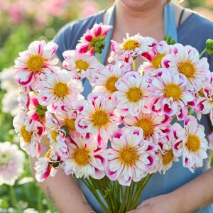 Dahlia 'Bumble Rumble'