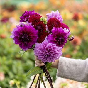 Dahliamix 'Amethyst'