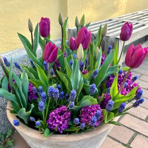 'Deep Purple' lökblandning