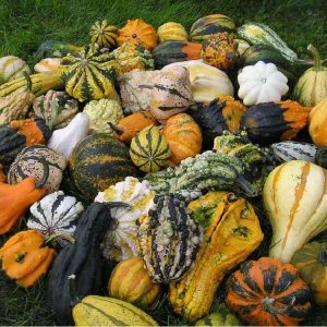 Dekorationspumpa 'Maya Mix' (frö)