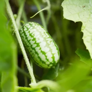 Djungelgurka 'Mouse Melon' (frö)