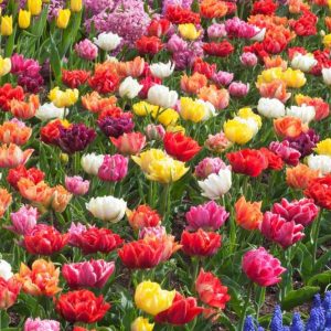 'Dubbla Tulpaner' erbjudandemix