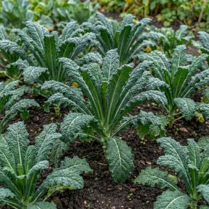 Grönkål 'Westland Winter' (BIO frö)