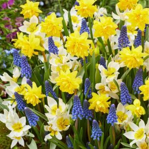 'Helle' - lökblandning