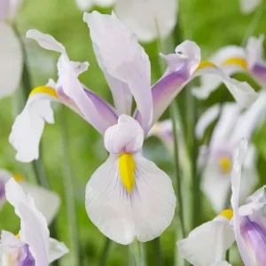 Iris Hollandica 'Carmen'