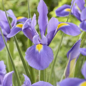 Iris Hollandica 'Valentine'