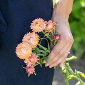 Jätte-eternell 'Salmon rose' (frö)