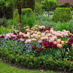 'Katja' tulpanblandning