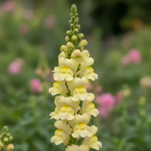 Lejongap 'Madame Butterfly Yellow' (frö)