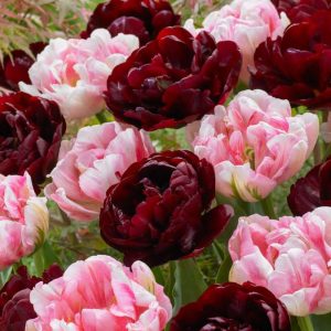 'Mia' tulpanblandning