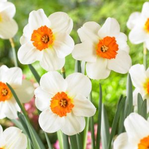 Narciss ‘Barrett Browning’