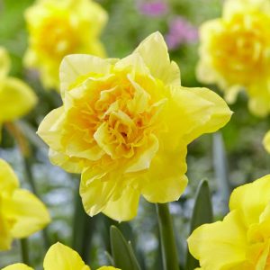 Narciss ‘Dick Wilden’