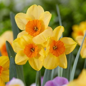 Narciss ‘Kedron’