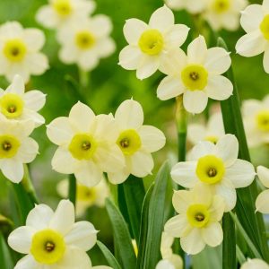 Narciss ‘Minnow’