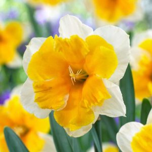 Narciss ‘Orangery’