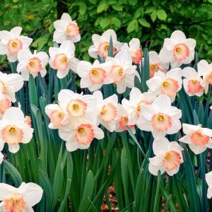 Narciss ‘Pink Charm’