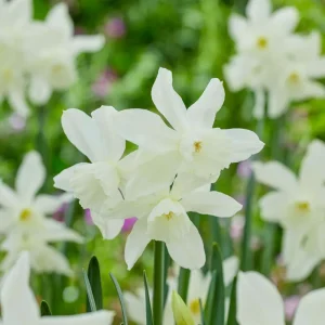 Narciss ‘Thalia’