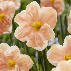Narcissus 'Apricot Whirl'
