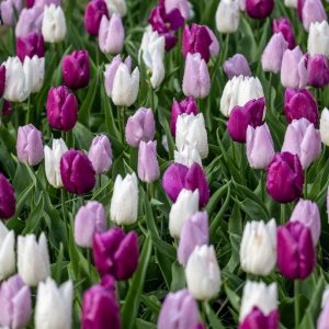 'Prince Mix' tulpanblandning