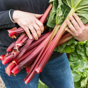 Rabarber 'Sutton's Seedless'