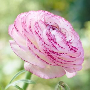 Ranunkel 'Picotee Pink'