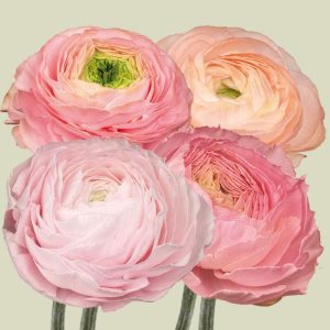 Ranunkelmix 'Elegance Pastello Pink'