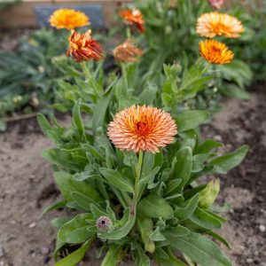 Ringblomma 'Orange Flash' (frö)