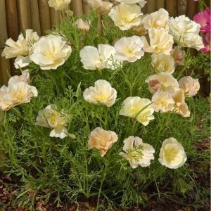 Sömntuta 'Pink Champagne' (frö)