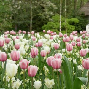 'Strawberry and Cream' lökblandning