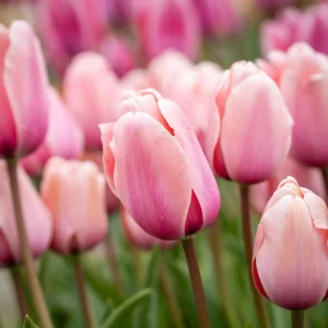 Tulpan 'Salmon Impression'