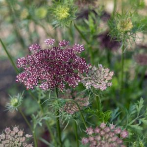 Vildmorot 'Dara' (frö)