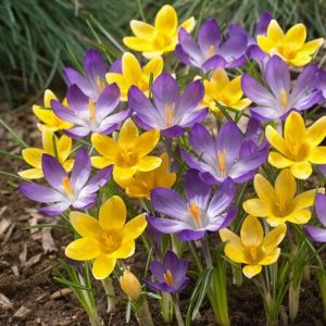 'William' - Krokusblandning