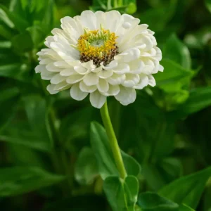 Zinnia 'Benary's Giant White' (frö)