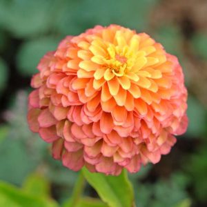 Zinnia 'Queeny Lime Red' (frö)