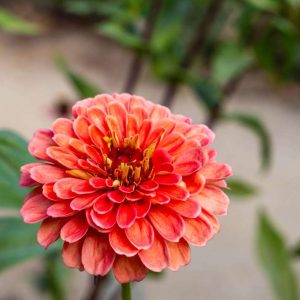 Zinnia 'Salmon Queen' (frö)